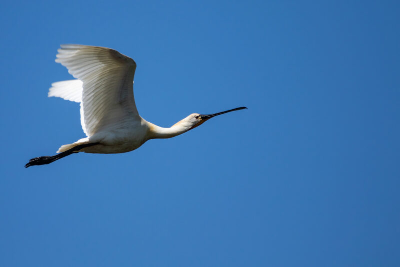 Spatule blanche en Brière